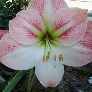 Meet your Posher, Cindy